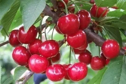 陕西樱桃采摘季节是几月份,陕西最近摘樱桃的地方