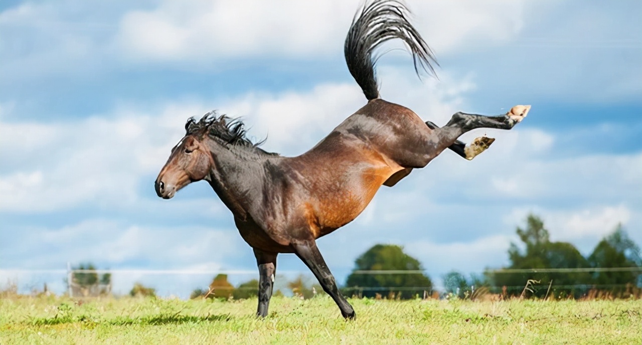 马踢一脚的力量有一锤重吗,马后腿踢一脚有多大的力量