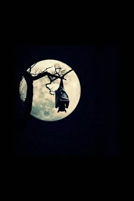 蝙蝠和吸血鬼的渊源,蝙蝠是怎么传播病毒