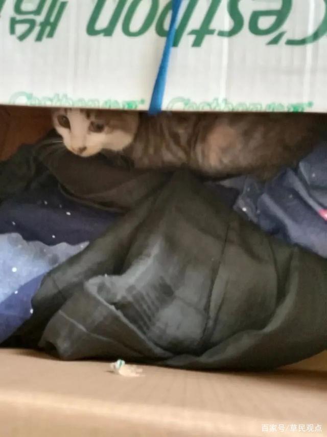 b站up主墨茶事件始末,b站up主墨茶为什么这么火