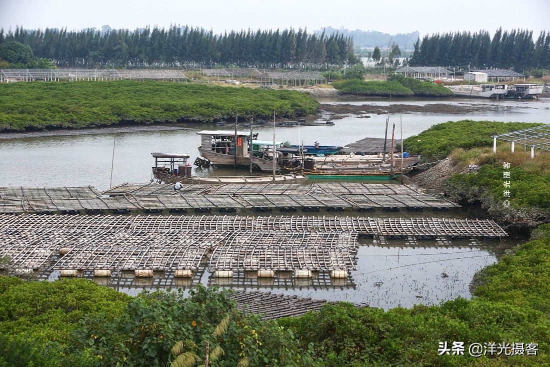 阳西县程村镇蚝排,阳西中国蚝乡在哪里