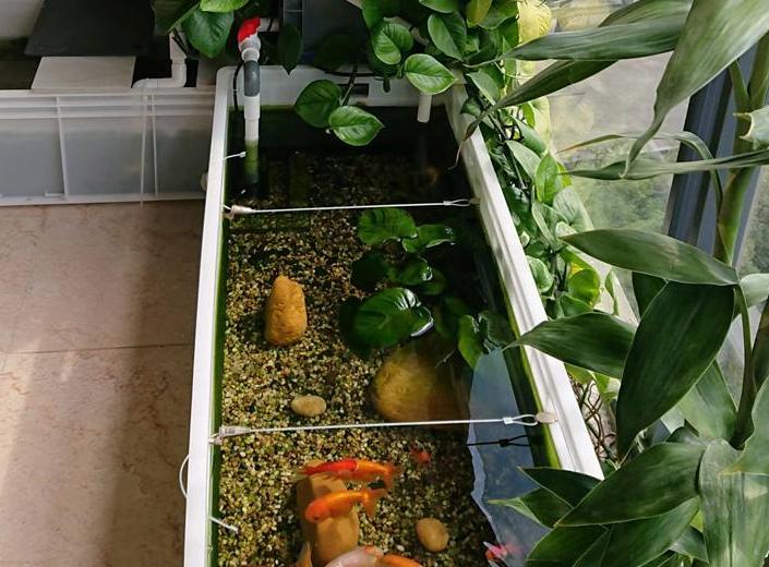 水池下面可以养绿萝吗,飘窗鱼缸里养绿萝