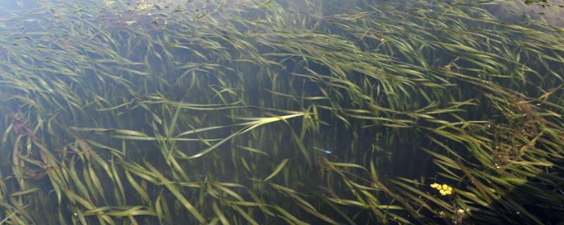 蟹塘里已经有青苔怎么办,蟹塘青苔的处理方法