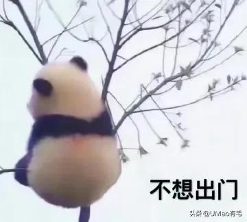 小猫咪很容易被吓一跳怎么办,小猫咪很容易被吓一跳