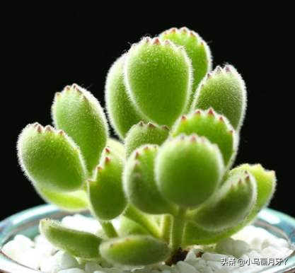 动物成语大集锦，和孩子们来场动物成语飞花令