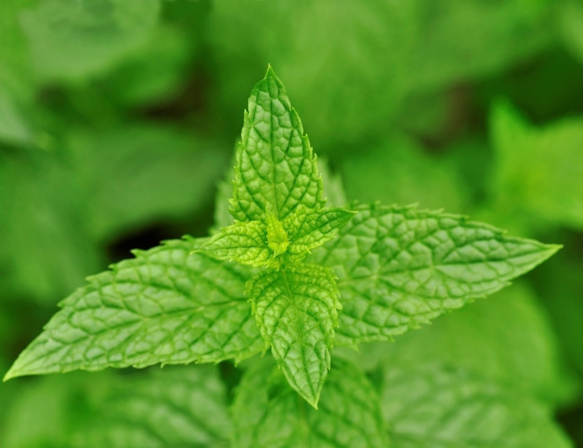 在家种植薄荷的危害,薄荷种植在家可以驱蚊吗