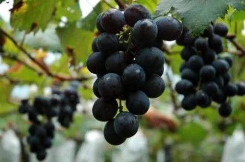 广西梧州最好的果园,梧州摘水果的地方