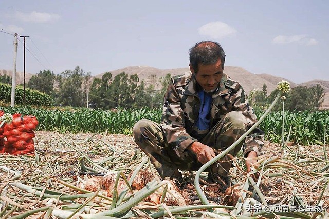 洋葱烂根软腐用啥药最好,洋葱苗期根腐病用什么药