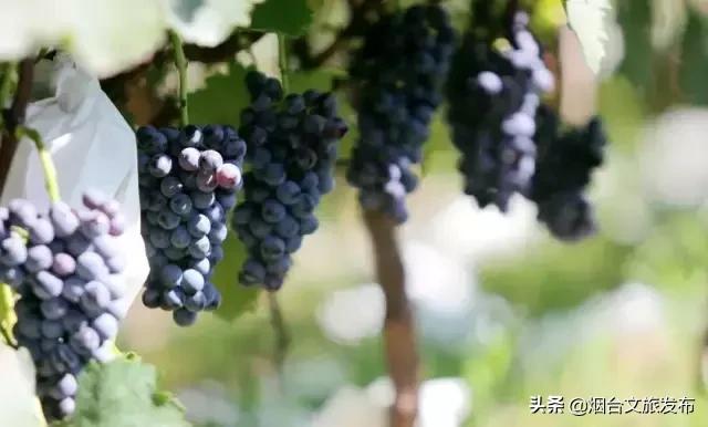 閬囪閱夌編閲戠,閬囪閱夌編閲戠鏂囨梾绯诲垪娲诲姩鍙戝竷