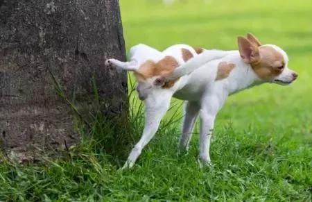 狗狗尿液里有小血块,狗狗尿液很粘怎么回事