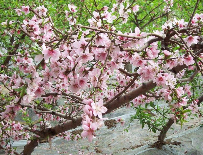 农家致富新思路,农民种田有奇招