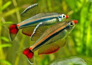 啥鱼不用加热棒也能养,用加热棒最好养的十款热带鱼