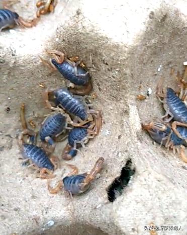 蝎子养殖到底靠谱吗,蝎子的养殖前景如何