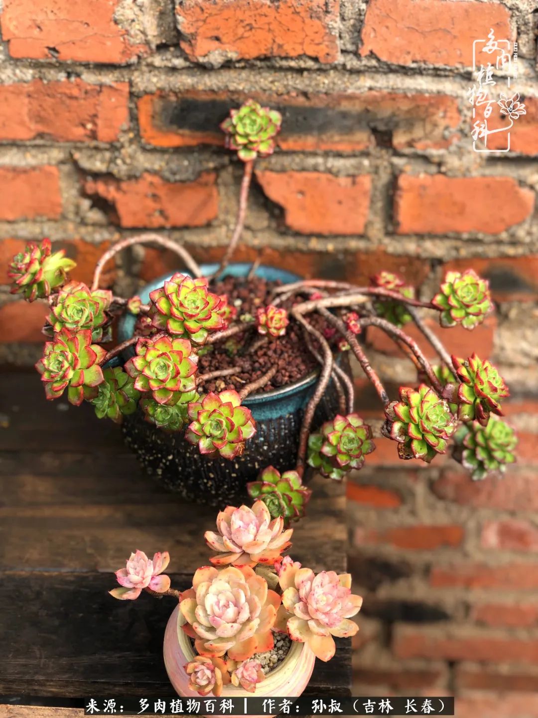 与多肉一起成长,与多肉相伴