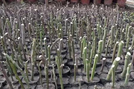 无花果有什么功效专家回答,无花果的秘密