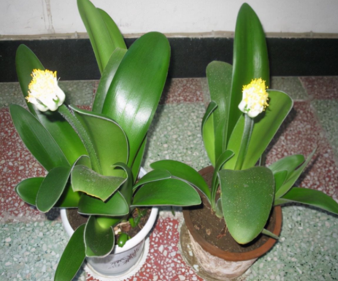 君子兰怎么养才能长得好还能开花,君子兰怎么养才能养得好看开花