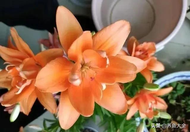 花卉盆栽的造型和修剪技术,盆栽花卉修剪方法