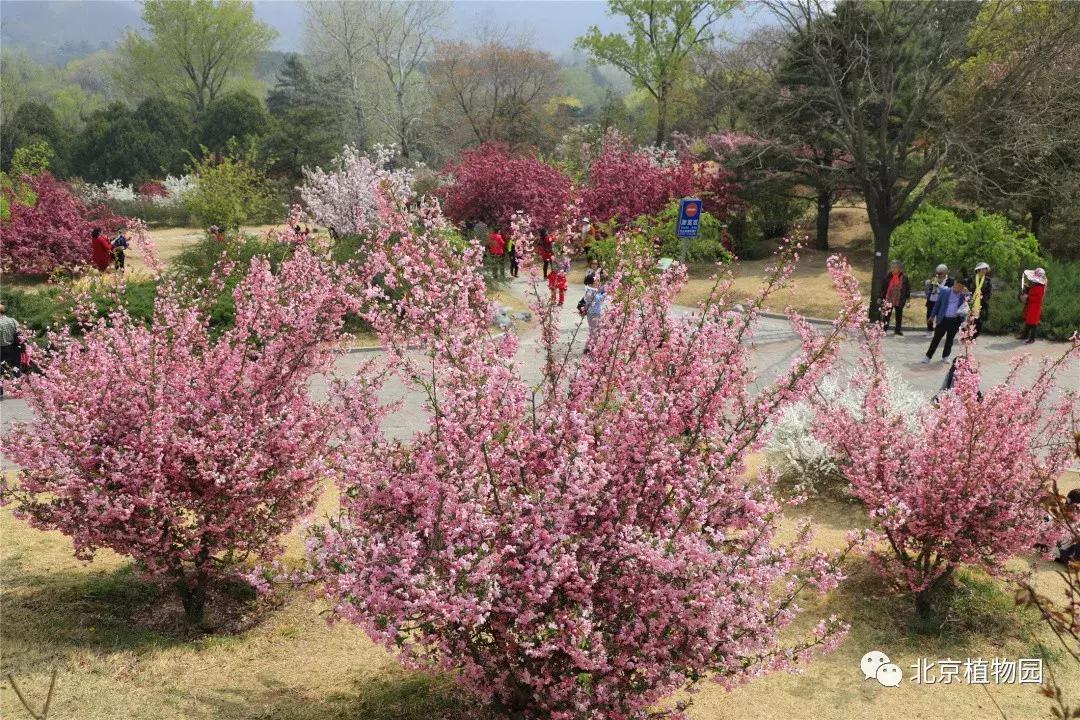 中国科学院植物研究所北京植物园,北京植物园有牡丹花还有什么花