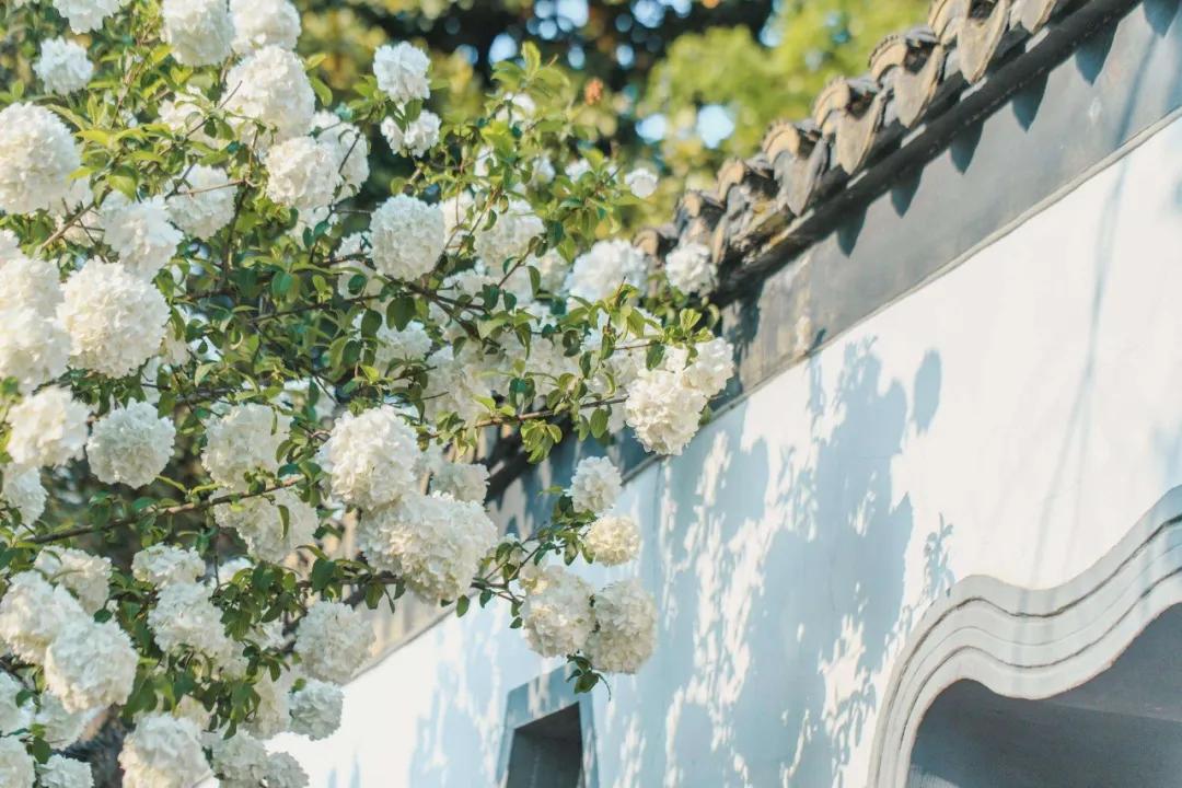 靠着一首歌走红全网视频,靠一首歌火爆全网