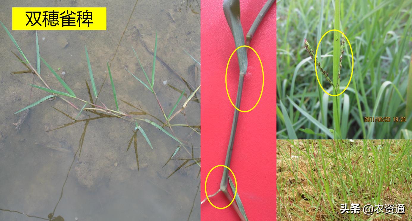 稻田除草技术,水稻田封闭除草的最新方法