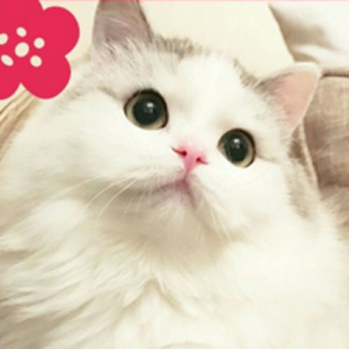 怎样撸猫让猫咪喜欢你,如何让猫咪喜欢你萌宠指南