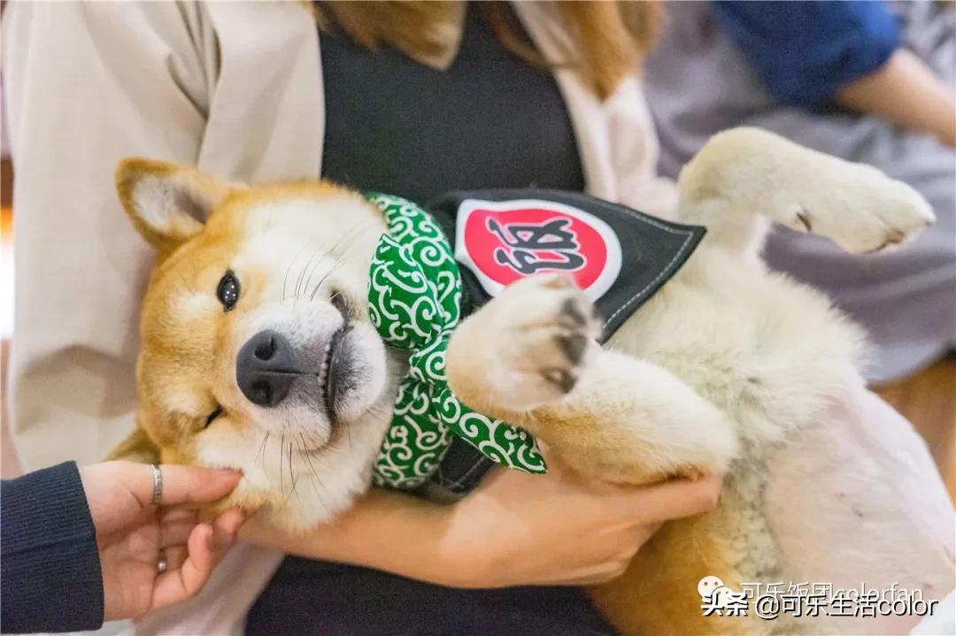 广州撸柴胜地！仲有怀旧零食、游戏室激萌柴犬周边
