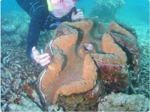 世界上最珍稀的珍珠贝壳,最大的贝壳珍珠