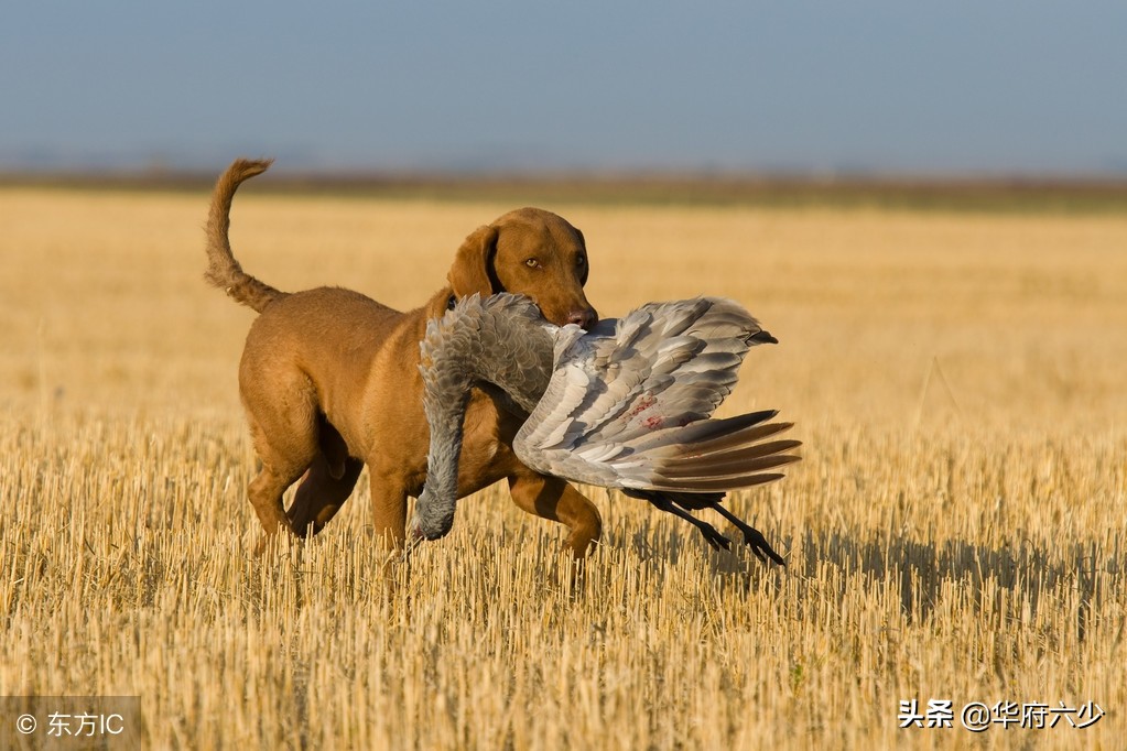 民间传说忠犬传奇故事,民间故事义犬救主视频