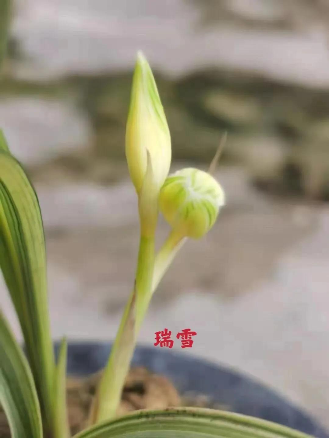 瑞雪兰花是什么品种,瑞雪兰花介绍图片