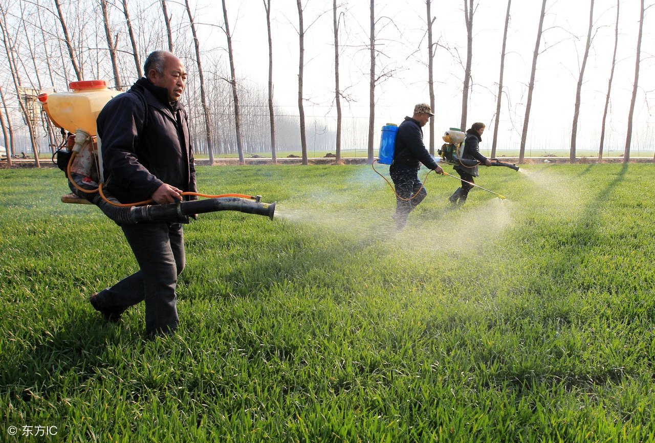 小麦病虫害用什么药,小麦用什么药防治病虫害