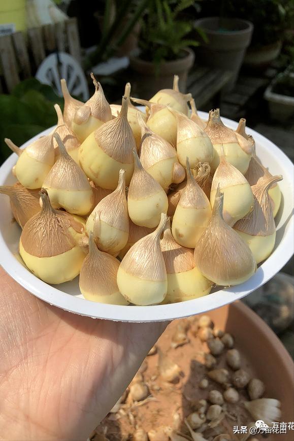 裸根百子莲的栽种方法,马蹄莲的球根种植方法图片大全
