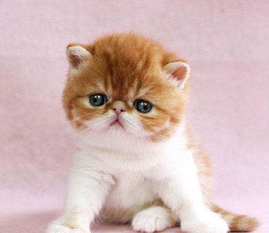 加菲猫有什么毛色,加菲猫有哪些毛色