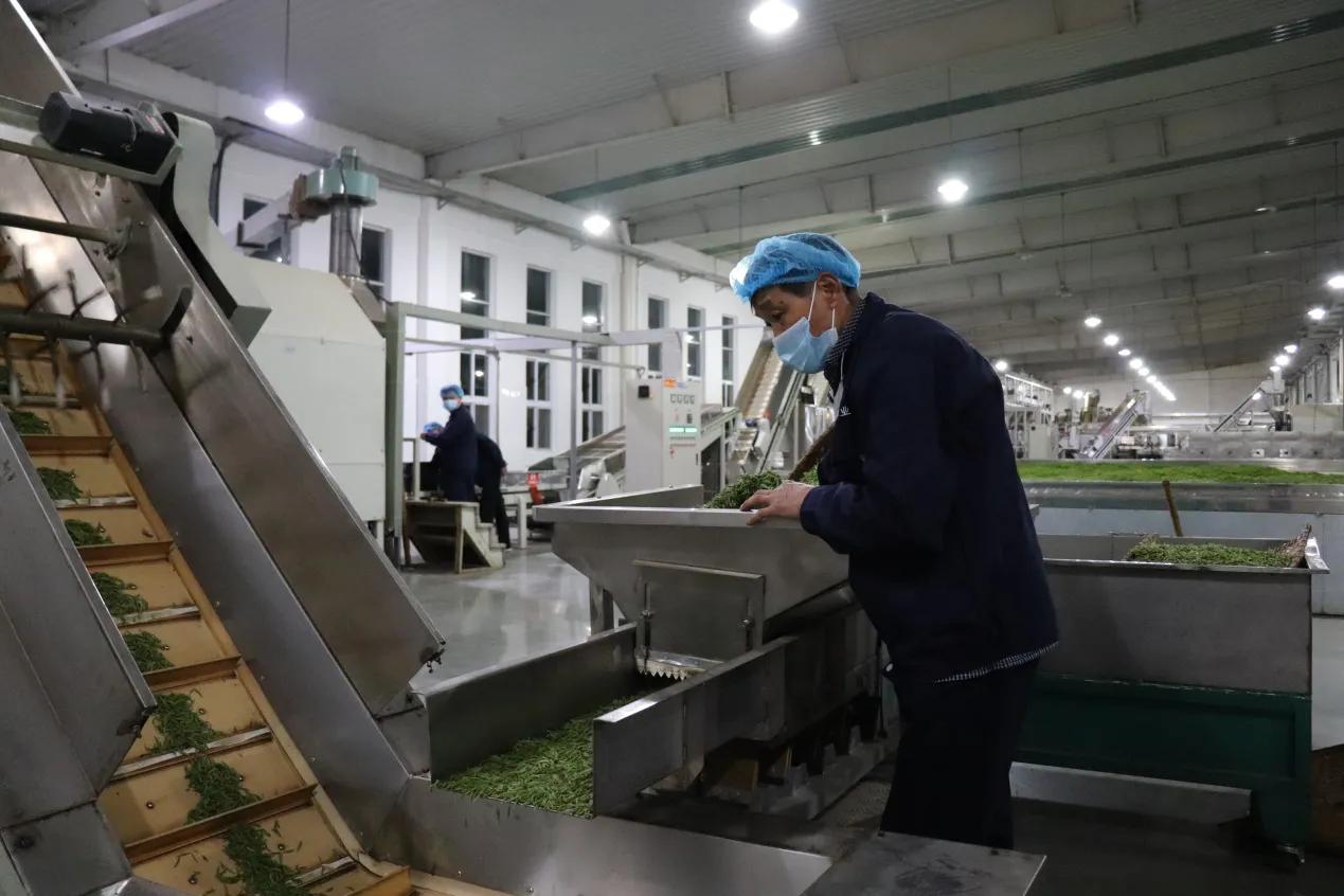 春茶采摘乡村振兴,五峰春茶开园节成功举办