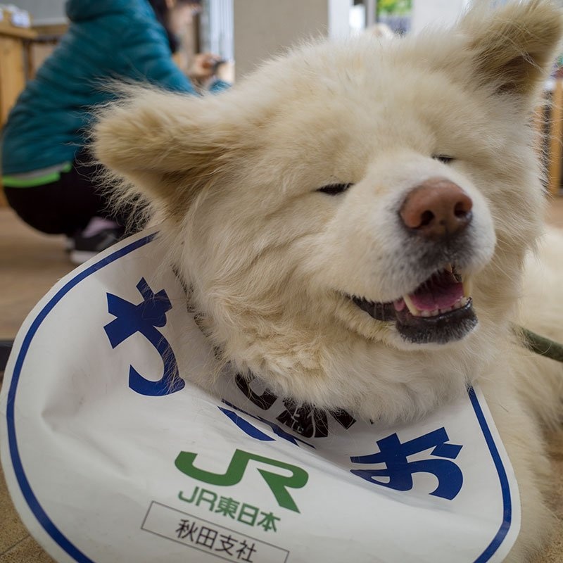 日本网红狗狗去世,日本狗死了