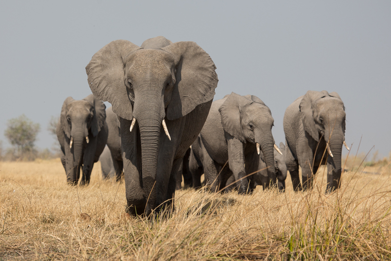 一双aj真的值七万吗,一双aj需要多少动物皮