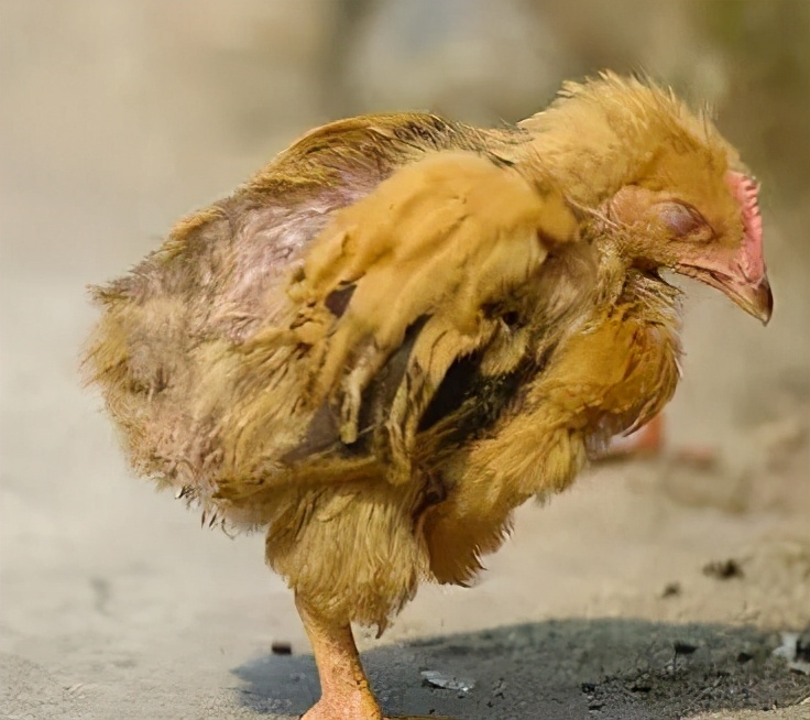 鸡群不活跃是怎么回事,鸡群反复发病怎么回事