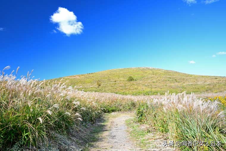 黄金色的芒草，让秋天多了份文艺的风情，日本国内最美芒草名所