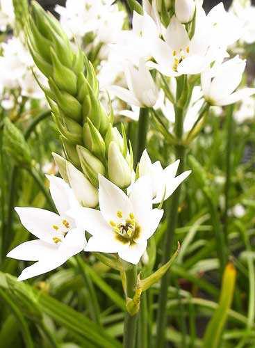 自在的旅人、敏感的心!盆栽天鹅绒