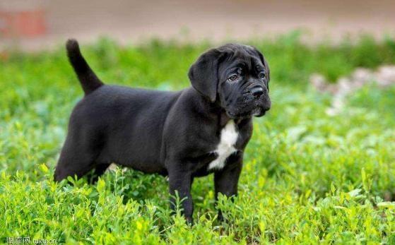 卡斯罗的护卫能力,卡斯罗的这五个优点