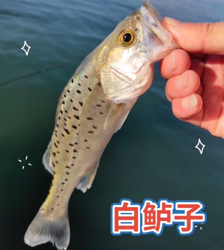 鲈鱼群,鲈鱼群接连上鱼