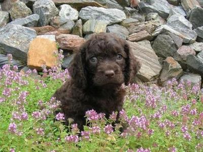 每日一狗柯基哈士奇,美国猎犬大全