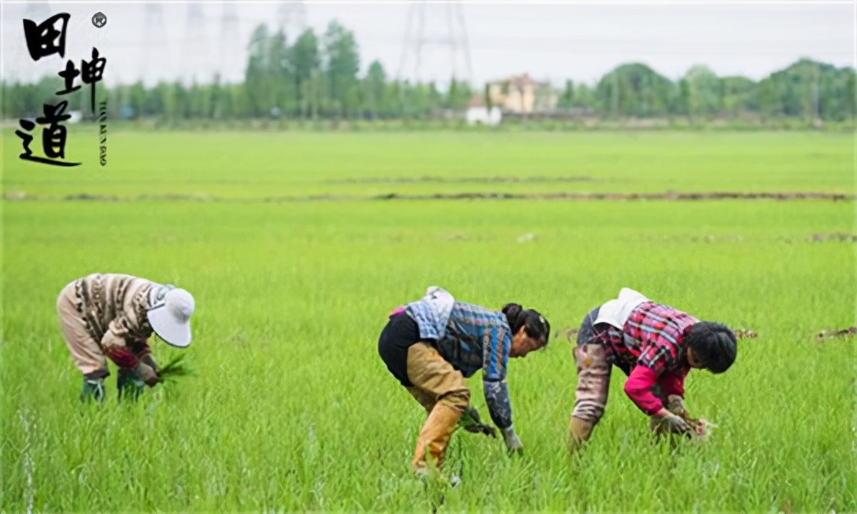 新手做大米批发如何找厂家,想做粮油批发怎么找进货渠道
