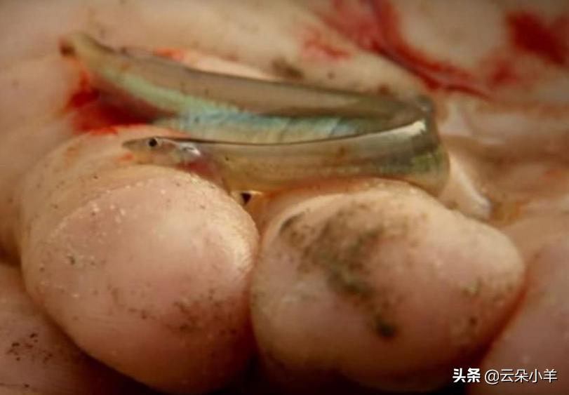 亚马逊河流最恐怖生物,亚马逊恐怖巨型生物