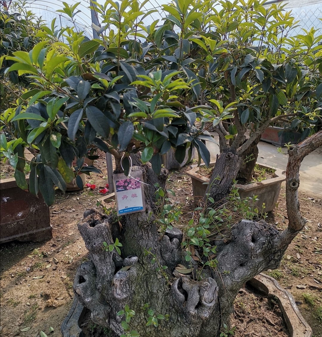 桂花刚发芽就变枯有什么补救方法,桂花开花后的种植和修剪
