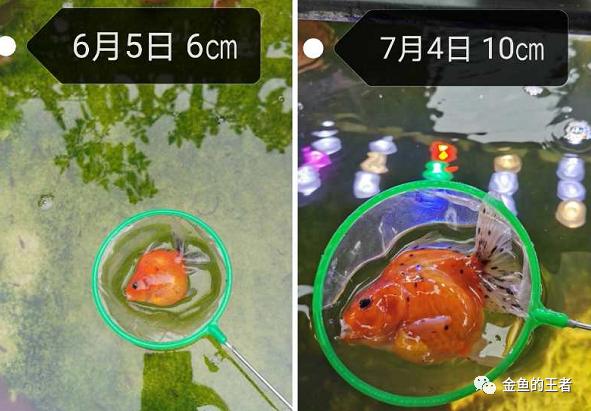 养功考试1个月，20条鱼的前后成长对比，变化太惊艳了