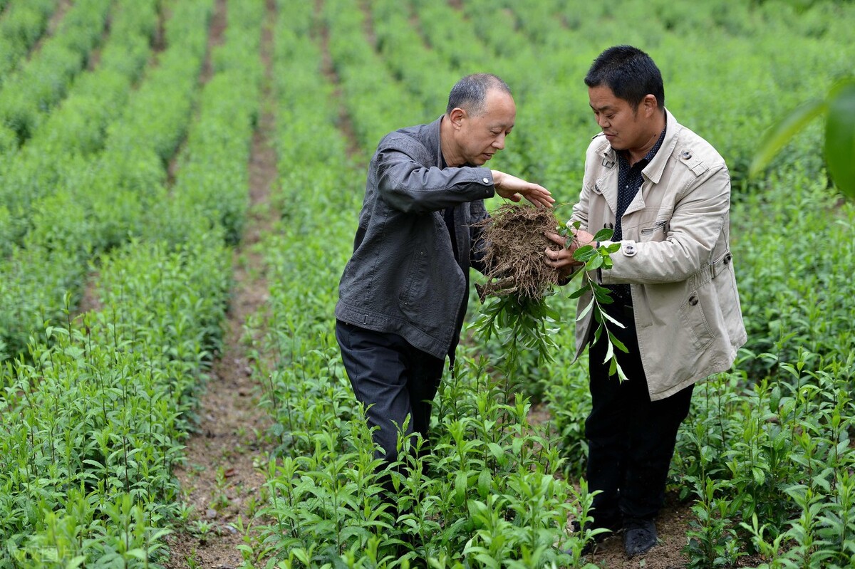 乡村振兴在农村有什么创业项目,2023年乡村振兴创业项目有哪些