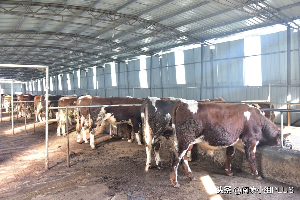 七头牛成为中国牛王,中国养牛起家的首富