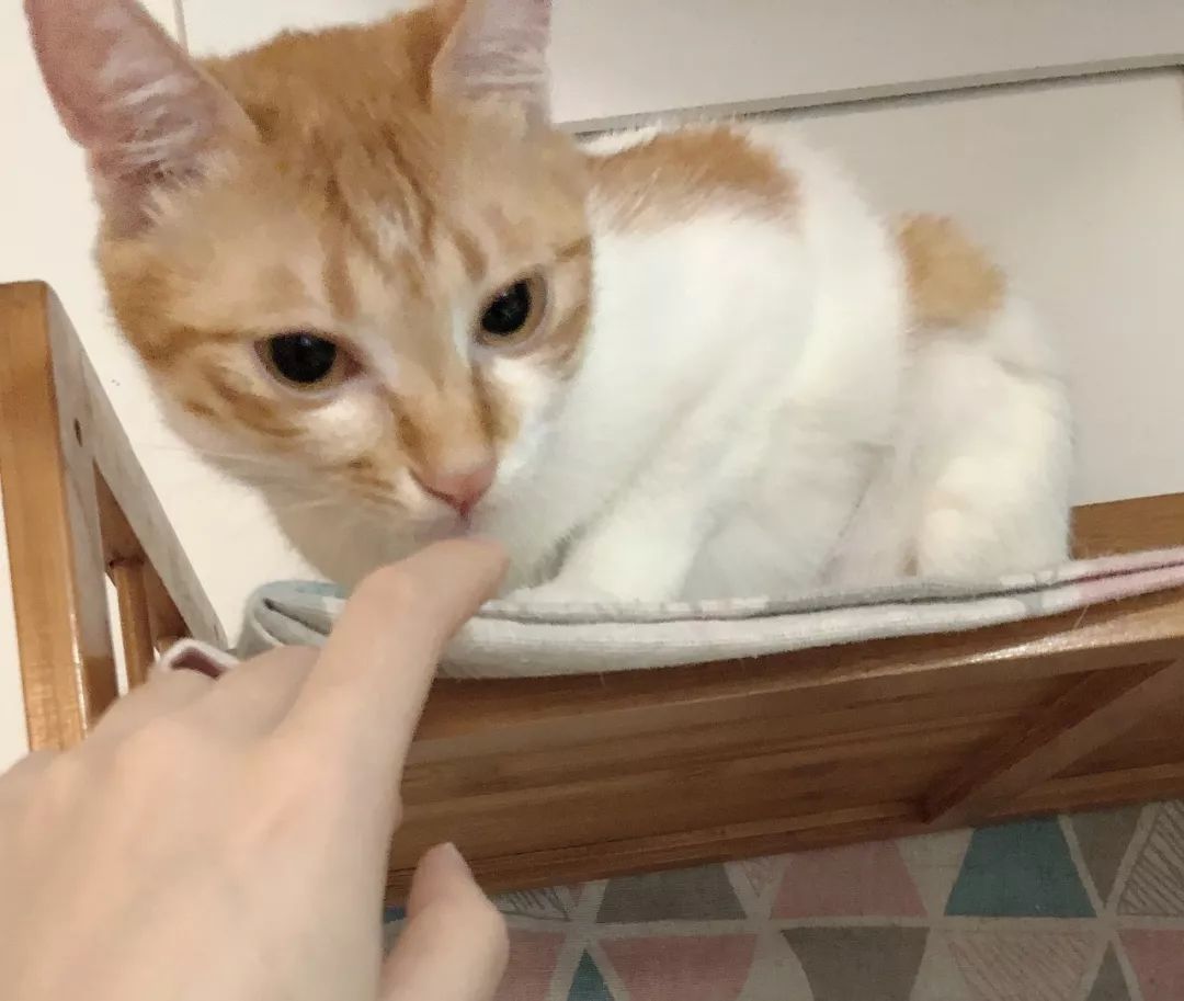 猫鼻支的症状和治疗方法,猫鼻支的症状及治疗方法