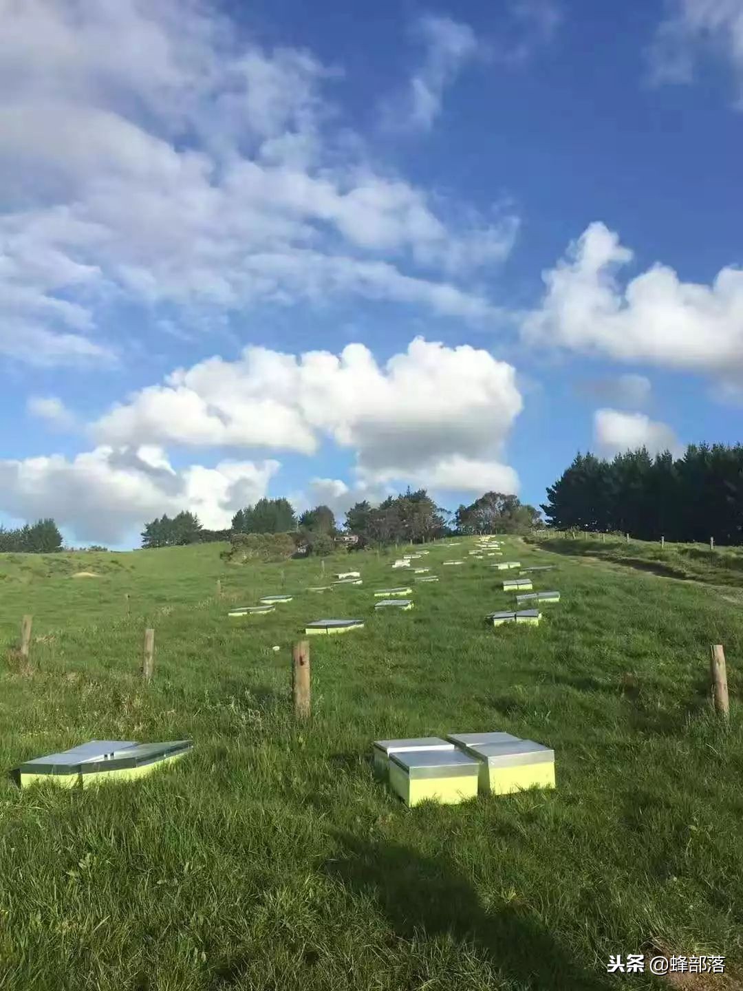 国内养蜂与国外养蜂的区别,中国蜂业与西方养蜂的区别