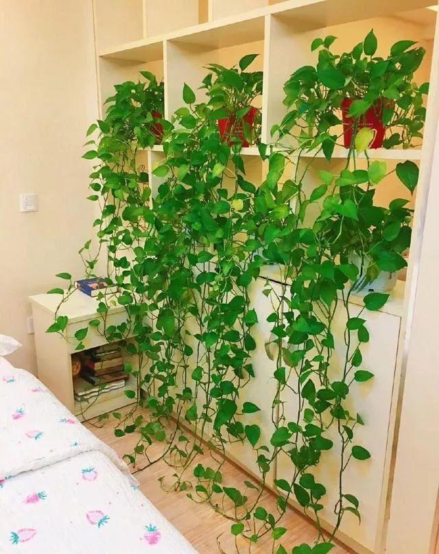 一盆绿萝就能让房子洋气到不行,绿萝改造大房子